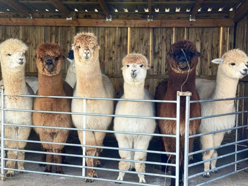 A small, family run business based in the beautiful Renfrewshire countryside, Larch Green Alpacas enjoy breathtaking views following the river Clyde down to Greenock, and all the way up to Glasgow. They have seven alpaca boys and offer treks, mini-treks, meet-and-greets, and private hire for weddings and events. Visit www.larchgreenalpacas.co.uk for more information.
