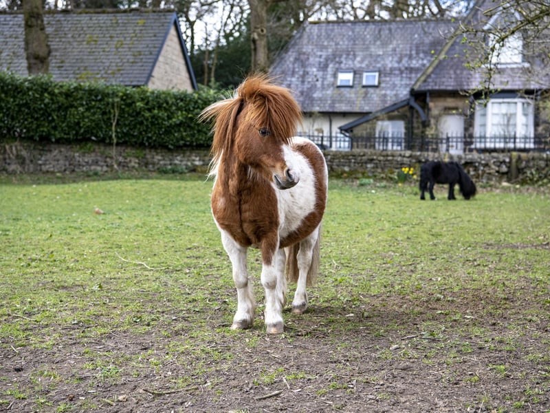 Visit the rescued horses, ponies, and donkeys at this peaceful sanctuary. It is completely free to enter, though donations are vital. It’s a gentle, low-cost way for kids to learn about animal welfare and meet some friendly four-legged residents. 🧒 Weetwood Ln, Leeds LS16 5PH