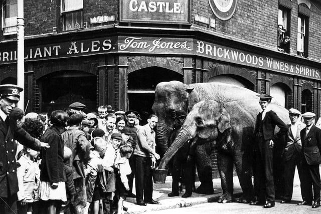 The Elephant & Castle in Sultan Road, Buckland, with elephants provided by a visiting circus in 1930. The chap holding the bucket, which was filled with beer, was the aptly-named Charlie Phillpots, the pub cellarman.