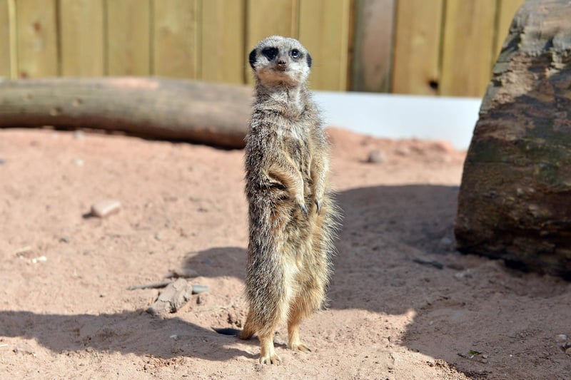 The ever-popular meerkats eagerly await a return to normality