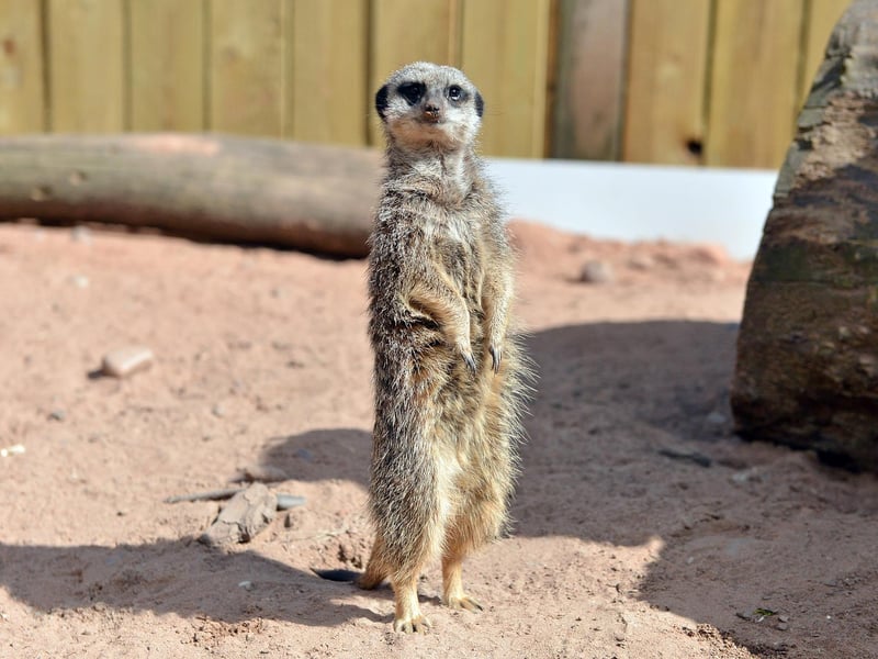 The ever-popular meerkats eagerly await a return to normality