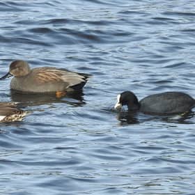 Gadwall ducks taken by Ian Rotherham