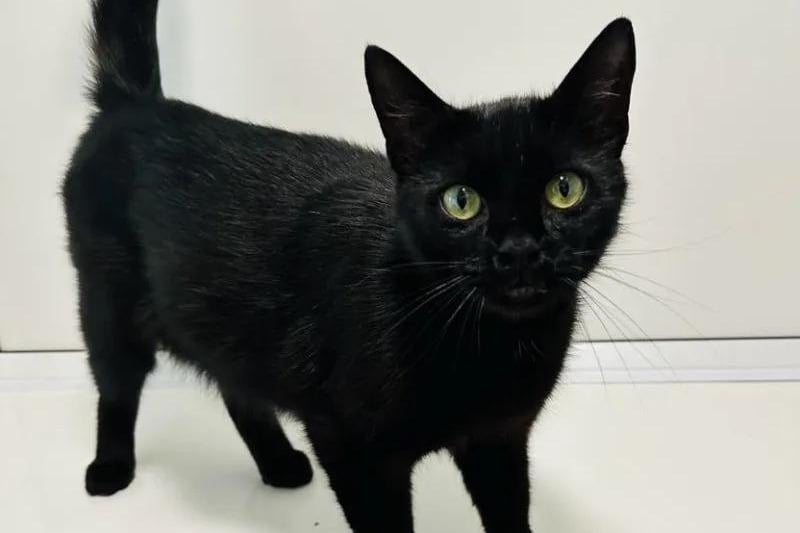 One-year-old Esther loves to relax and look out of the window, always waiting for prime time bird and people watching. With her kittens having left the nest, she would suit a home where she would be spoilt rotten.