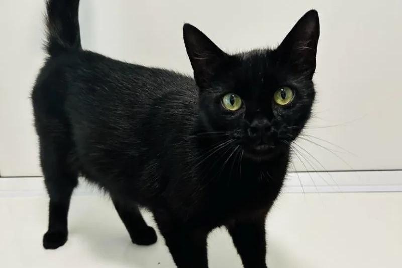 One-year-old Esther loves to relax and look out of the window, always waiting for prime time bird and people watching. With her kittens having left the nest, she would suit a home where she would be spoilt rotten.