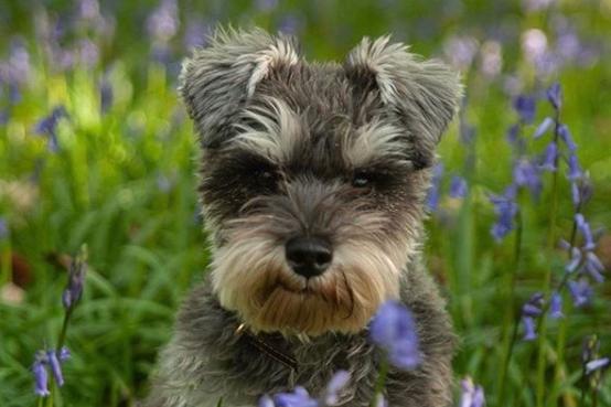 What a cute little dog in a meadow of flowers from @enyasamwaysphotography