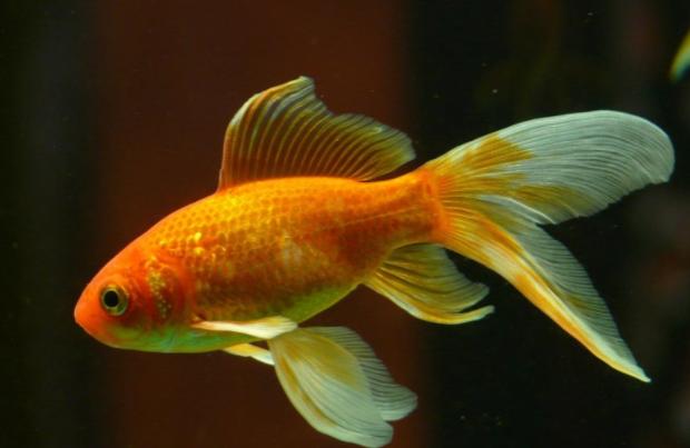 Goldfish.