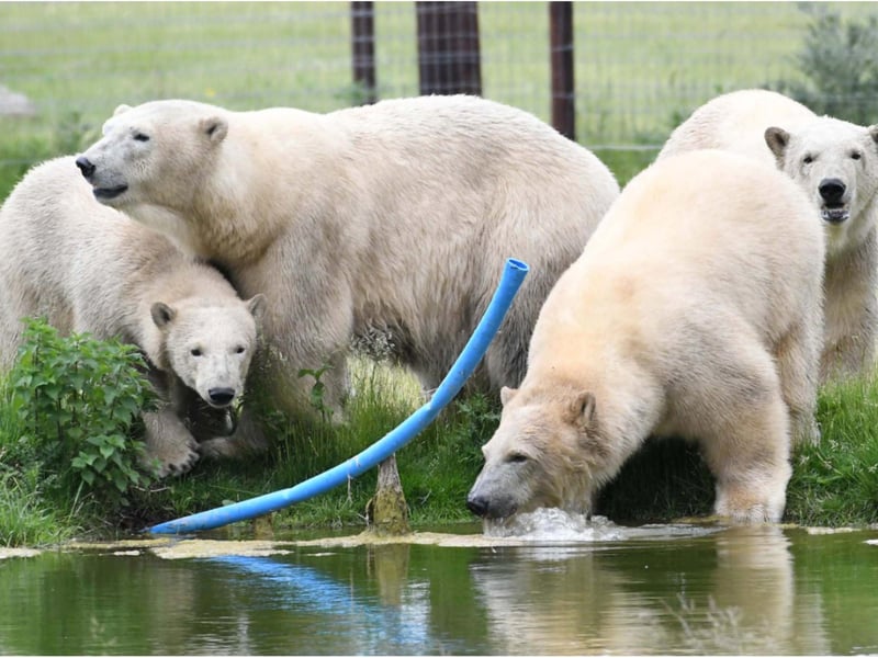 The bears arrived in Doncaster today