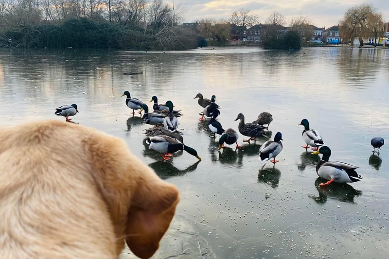Charlie watching the ducks at a frozen Baffins Pond. Picture: Marcin Jedrysiak