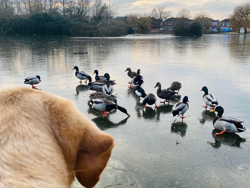 Charlie watching the ducks at a frozen Baffins Pond. Picture: Marcin Jedrysiak