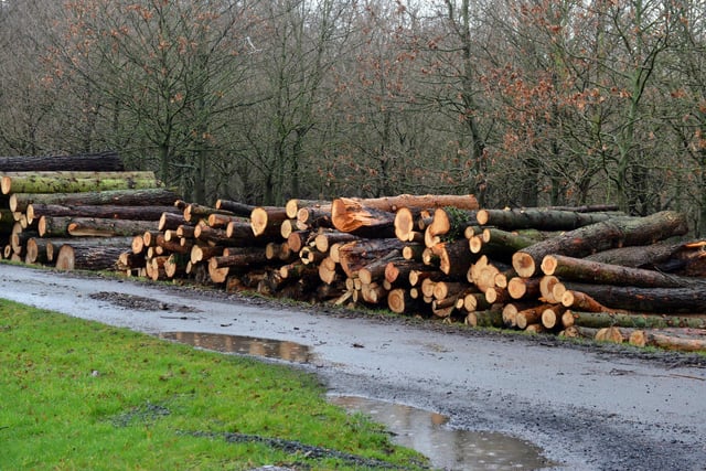 Some of the lumber which has been cleared from the estate.