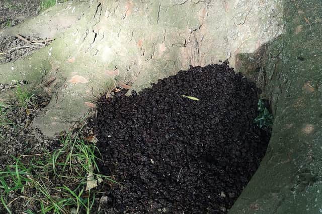 Almost 5kg of raisins had been dumped in Greenhill Park