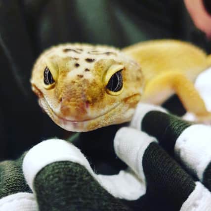 Hayley Jay Wood says: "This is gowzer, my leopard gecko"