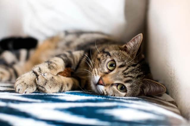 A cat charity is seeking temporary homes for cats whose owners are fleeing domestic abuse, allowing them time to get back on their feet before being reunited