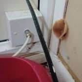 A picture taken by Coun Rob Reiss of a mushroom growing on the wall of Gillian\'s council flat in Ecclesfield, Sheffield. She said that she can no longer use her front room because of water pouring in when it rains