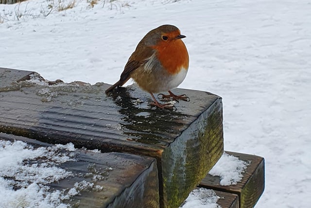 Robin in the snow (Pic: Jennifer Godley)