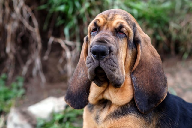 The bloodhound can help to find people who are lost or hiding. Although an off-duty bloodhound is among one of the most docile dog breeds, on-duty this dog is relentless and stubborn when finding a scent (Photo: Shutterstock)