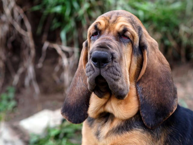 The bloodhound can help to find people who are lost or hiding. Although an off-duty bloodhound is among one of the most docile dog breeds, on-duty this dog is relentless and stubborn when finding a scent (Photo: Shutterstock)