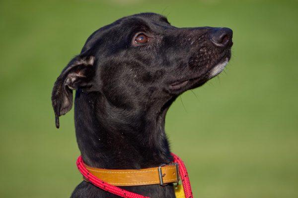 Bailey is 3-year-old male Greyhound. He is currently looking for a home as the only pet. He is very gentle, friendly, playful and a little shy of meeting new people.