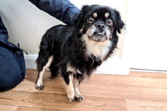 Louis can be a little timid upon first meeting you but given the time to come around on his own terms, he will reward you with all the love you could possibly ask for! Louis’ favourite pass time is to sit on your lap and cover you in kisses.