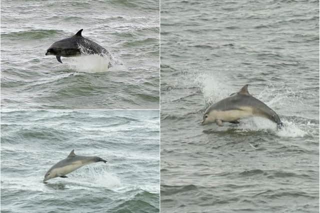 Paula Bygroves and Steven Lomas have sent in some pictures of the dolphins at Roker.