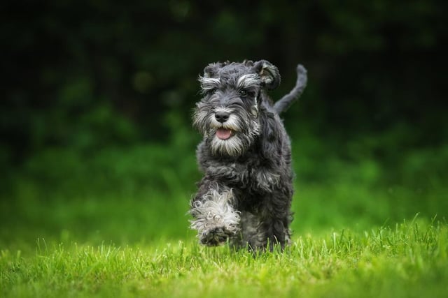 Schnauzers cost their owners an average of £212 in damage per year - above the national average for all dogs.