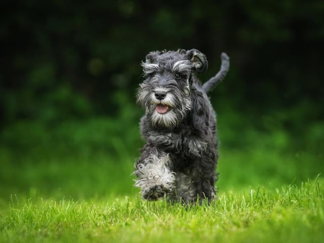 Schnauzers cost their owners an average of £212 in damage per year - above the national average for all dogs.
