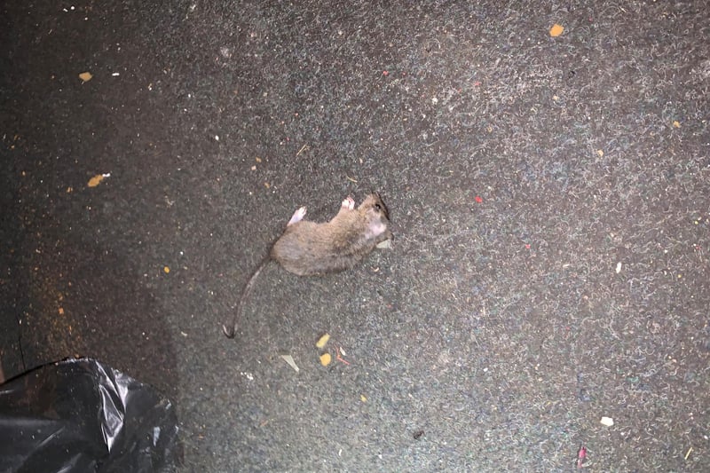 The remains of this rodent were uncovered during one visit by Sunderland City Council.