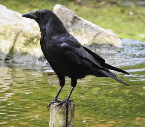 A carrion crow