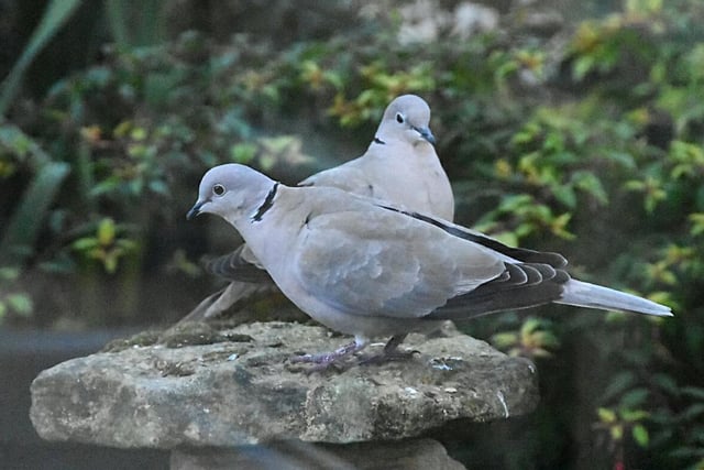 Couple of collared doves in the garden