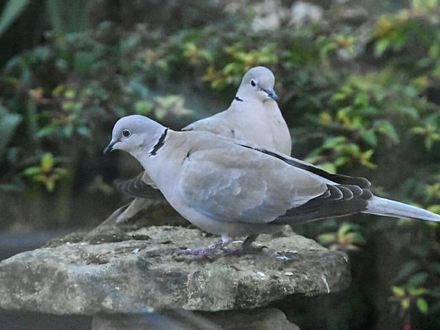 Couple of collared doves in the garden