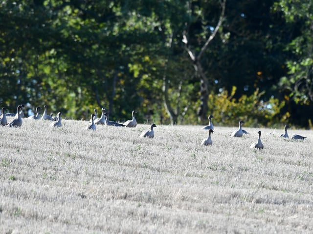Pink-footed geese gather at Montrose Basin.