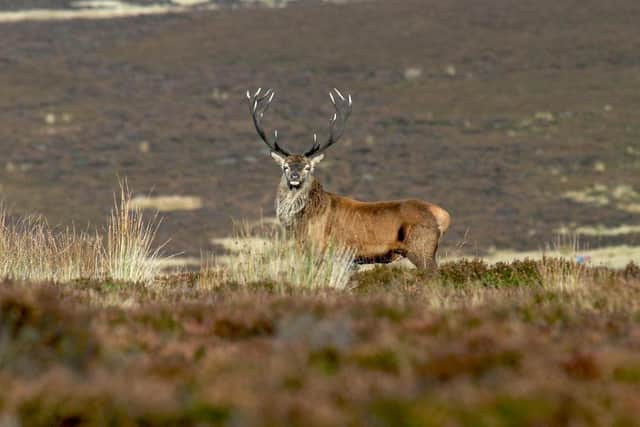 Red deer stag taken by Peter Wolstenholme