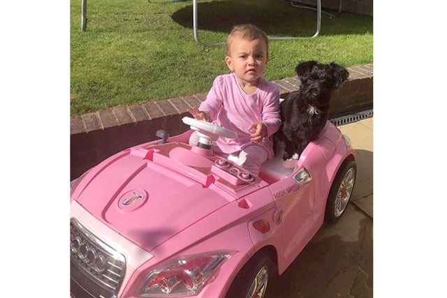 Nine-month-old Jackapoo, Betty, rides shotgun as she cruises round the garden with Kelly Rounds' 17-month-old daughter, Leilane, from Clanfield.