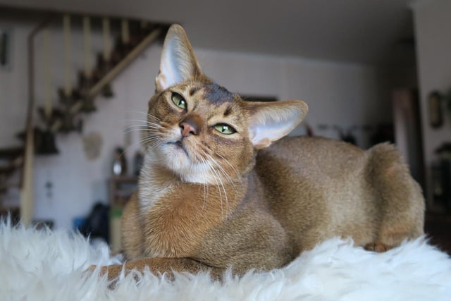 Abyssinian cats are notoriously cheeky and rambunctious, but they're lots of fun to be around, too.