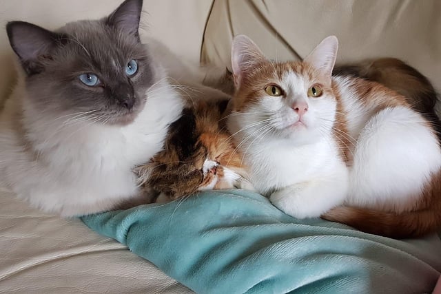 These three cats - inseparable by the looks of things - were sent in by owner Sandie Gallacher