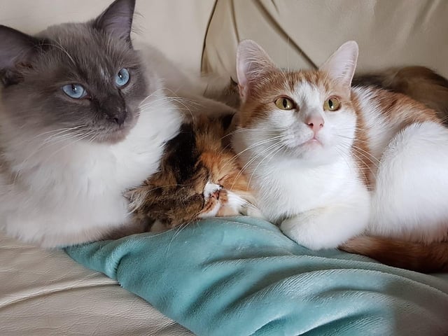 These three cats - inseparable by the looks of things - were sent in by owner Sandie Gallacher