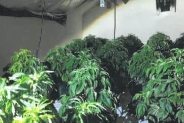 Cannabis plants confiscated by police.