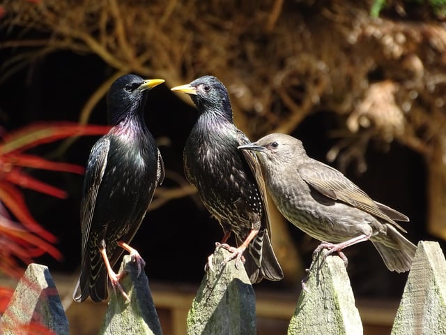 Starlings were in my garden in Earlston, The Scottish Borders.