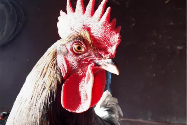 Doncaster's Rooster Farm and Rescue is in danger of closure.