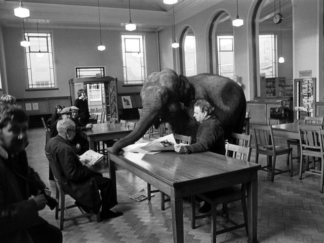 Indras the elephant at Leith Public Library in January 1976 as part of a campaign to remind people to return their books.