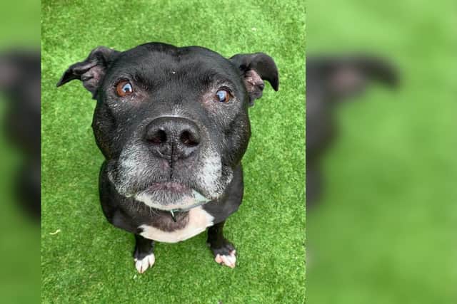 Buster needs a new home after his owner sadly died (pic: Helping Yorkshire Poundies)