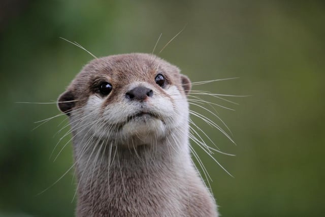 One boy was named Otter in 2019, making the name tied for 1297th in the ranking from the data published by the National Records of Scotland