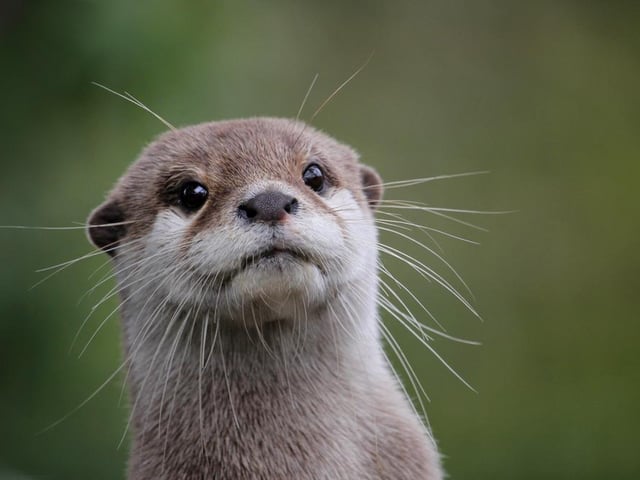 One boy was named Otter in 2019, making the name tied for 1297th in the ranking from the data published by the National Records of Scotland