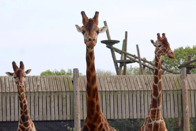 July saw the end of all UK lockdown restrictions so there was no need to social distance at this birthday party. Jambo the Giraffe celebrated his 12th birthday in style with his friends Jengo and Palle by his side.