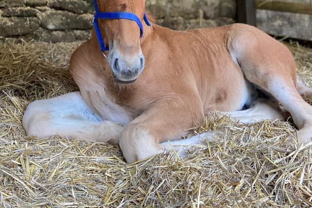 Huxley the foal is a new attraction at the Chatsworth farmyard