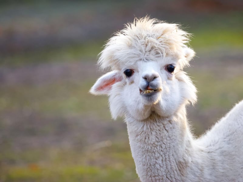 John Muir Alpacas, in East Lothian, gives you the chance to trek through picturesque woodland close to John Muir Country Park and the John Muir Way. There are daily hour-long morning treks starting at 10am and afternoon treks starting at 1pm. There are also mini-treks and alpaca picnics for younger members of the family. Find out more at www.johnmuiralpacas.co.uk.
