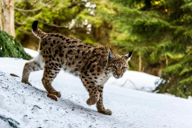 Efforts to see lynx reintroduced to the UK countryside have not been successful as yet, though many campaigners want to see these elusive hunters return to the Scottish Highlands as well as the forests of northern England, for their potential to help woodland regeneration by managing deer populations.