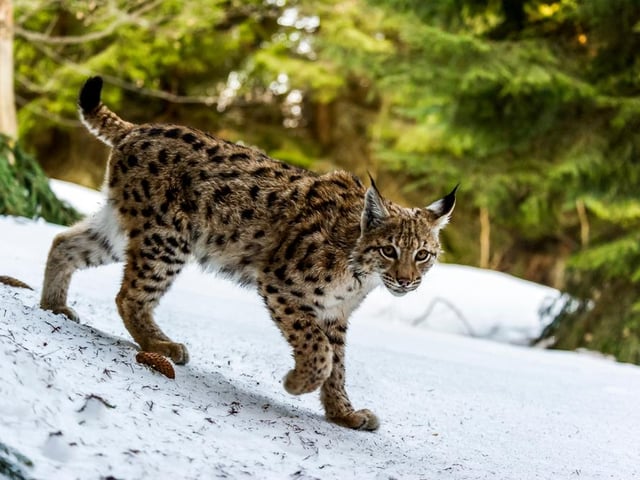 Efforts to see lynx reintroduced to the UK countryside have not been successful as yet, though many campaigners want to see these elusive hunters return to the Scottish Highlands as well as the forests of northern England, for their potential to help woodland regeneration by managing deer populations.