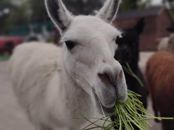 Alpaca and llama trekking is set to make its debut at Graves Park Animal Farm on August 21. Picture by Graves Park Animal Farm Facebook