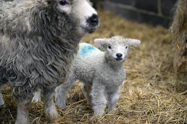 The birth rate of lambs peaks in spring.